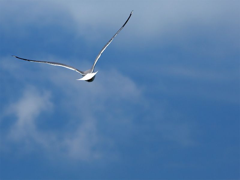 Il gabbiano Jonathan Livingston